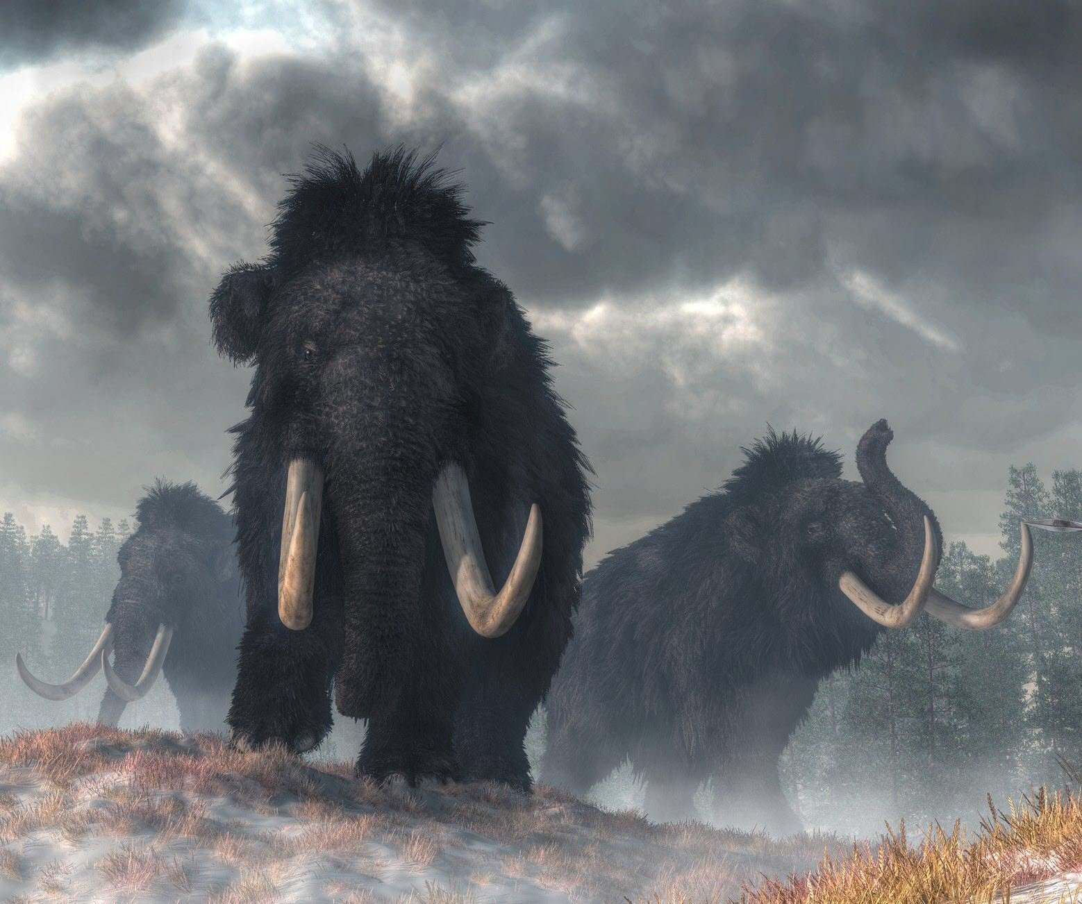 Finding The Cause of Mammoth Extinction