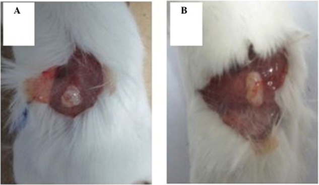 Incisions in the skin of humanized mice with white fur reveal light pink human ovarian tissue xenografts embedded in dark pink subcutaneous mouse tissue. Both figures display human ovarian tissue that survived engraftment, and one figure displays blood vessels within the engrafted human ovarian tissue.