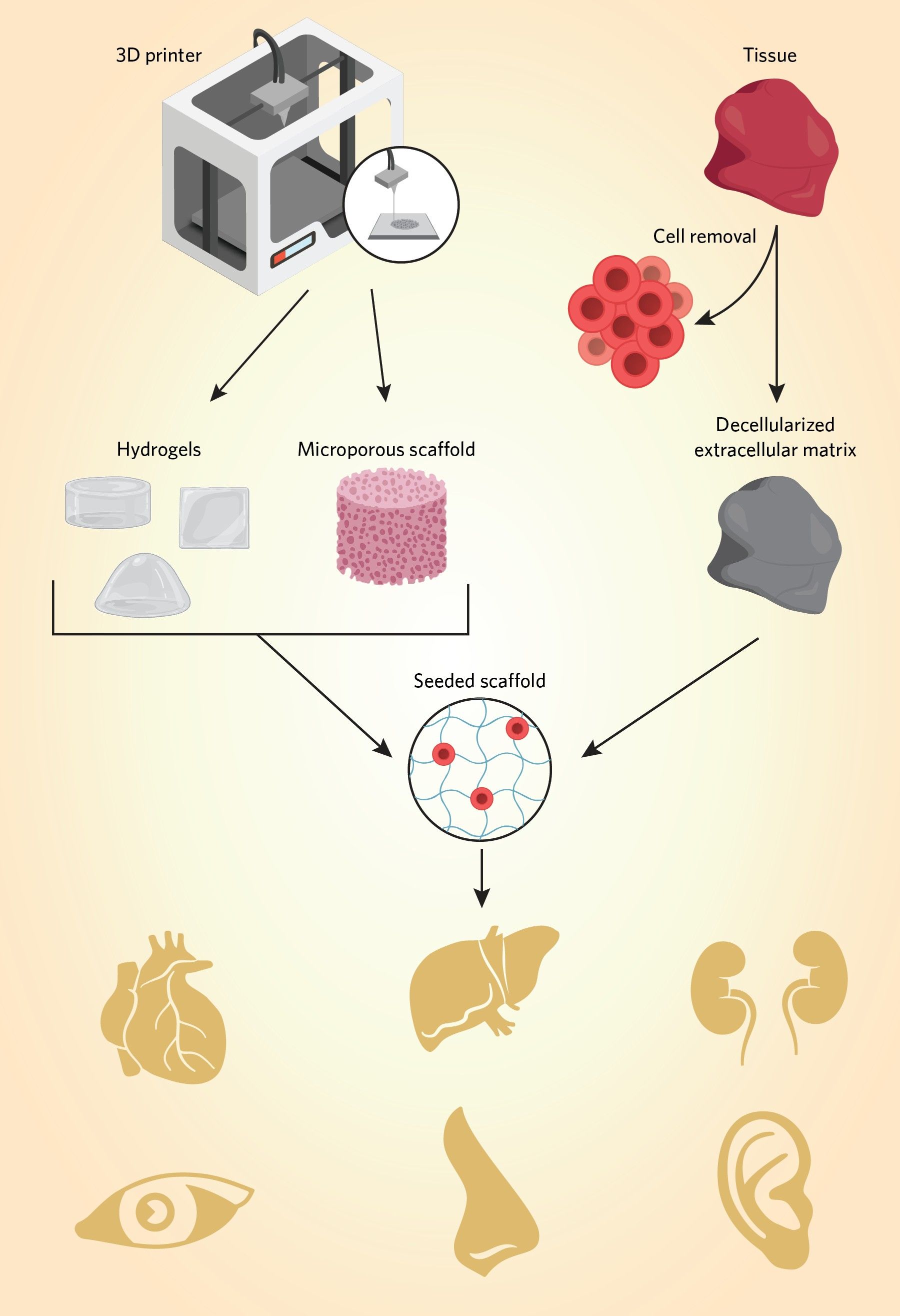 Flow chart illustrating how 3D printing and decellularized tissues are used to make scaffolds for artificial organs.