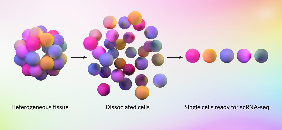 Multi-colored balls representing cells form a heterogeneous cluster that is then dissociated and single cells are isolated for single cell RNA sequencing.] 